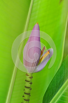 Purple banana blossom