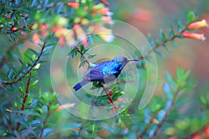 Purple-banded Sunbird