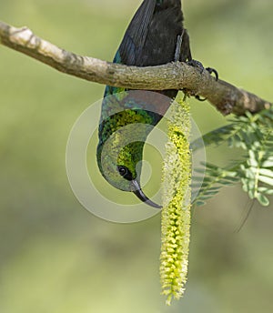 Purple Banded Sunbird, Cinnyris bifasciatus, Masaimara