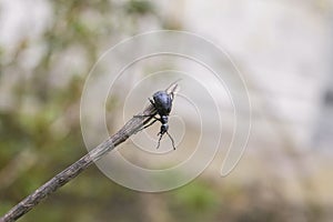 Purple barbel beetle lumberjack on wooden branch