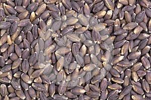 Purple Barley seeds
