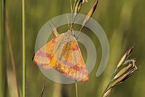 Purple-barred yellow Lythria cruentaria