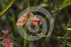 Purple-barred yellow Lythria cruentaria