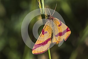 Purple-barred yellow Lythria cruentaria