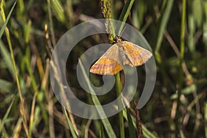 Purple-barred yellow Lythria cruentaria