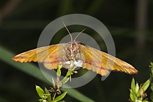 Purple-barred yellow Lythria cruentaria