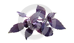 Purple basil photo