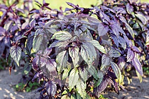 Purple basil