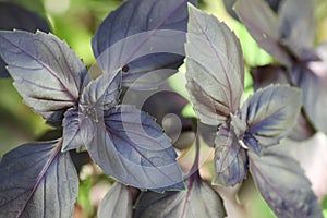 Purple basil bush