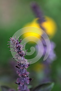 Purple Basil