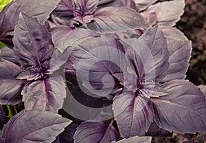 Purple basil grows in the garden. Selective focus