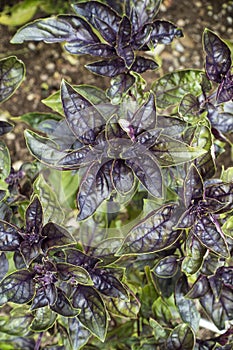 Purple Basil Plants