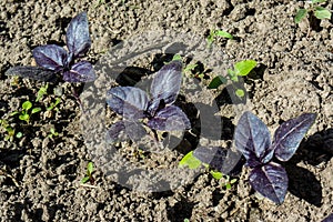 Purple basil transplants growing in the garden