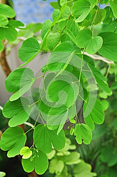 Purple Bauhinia leaves