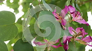 Purple bauhinia orchid tree flower blossom, California USA. Violet exotic tropical bloom, jungle rainforest atmosphere