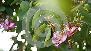 Purple bauhinia orchid tree flower blossom, California USA. Violet exotic tropical bloom, jungle rainforest atmosphere