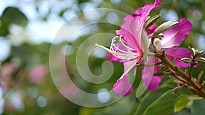 Purple bauhinia orchid tree flower blossom, California USA. Violet exotic tropical bloom, jungle rainforest atmosphere