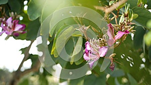 Purple bauhinia orchid tree flower blossom, California USA. Violet exotic tropical bloom, jungle rainforest atmosphere