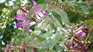 Purple bauhinia orchid tree flower blossom, California USA. Violet exotic tropical bloom, jungle rainforest atmosphere