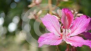 Purple bauhinia orchid tree flower blossom, California USA. Violet exotic tropical bloom, jungle rainforest atmosphere