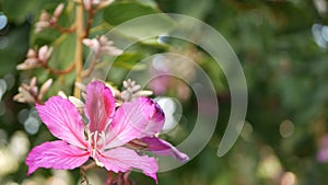 Purple bauhinia orchid tree flower blossom, California USA. Violet exotic tropical bloom, jungle rainforest atmosphere