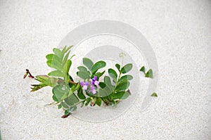 Purple beach pea flower in sand dune