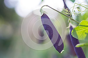 Purple Bean Pods Growing in a Community Garden