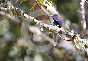 Purple-bearded bee-eater in Lore Lindu National Park, Sulawesi Island, Indonesia photo