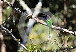 Purple-bearded bee-eater in Lore Lindu National Park, Sulawesi Island, Indonesia