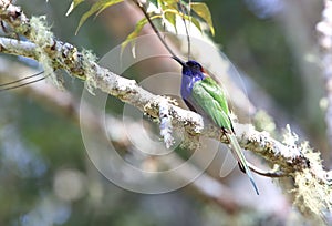 Purple-bearded bee-eater in Lore Lindu National Park, Sulawesi Island, Indonesia