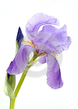 Purple bearded iris photo