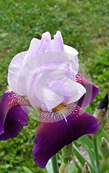 Purple bearded iris.....