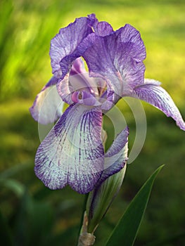 Purple Bearded Iris, Back-lit in Spring