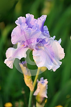 Purple bearded iris flower