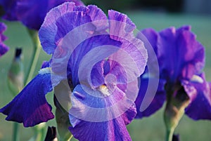 Purple bearded iris flower in morning sunlight