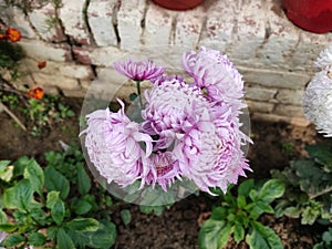 Purple beautiful flower growing in garden