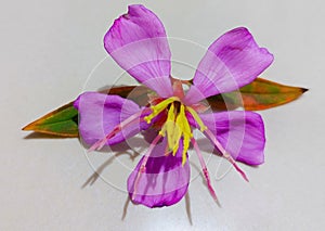 Purple beautiful flower, melastoma, tibouchina, rhexia virginica