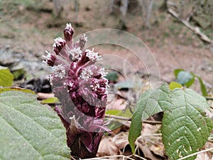 Purple beautiful flower in the nature