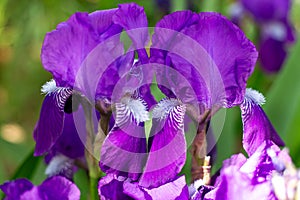 purple beautiful flowers of the Germanic iris, cockerel flowers, close-up. Perennial rhizomatous plants photo