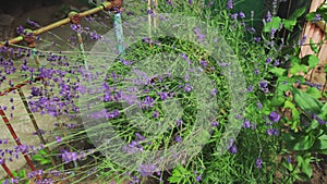 A purple beautiful lavender flower grows in the summer in the country. Slow motion