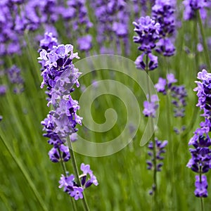 Purple beautiful lavender flower isolated on white background.