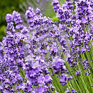 Purple beautiful lavender flower isolated on white background.