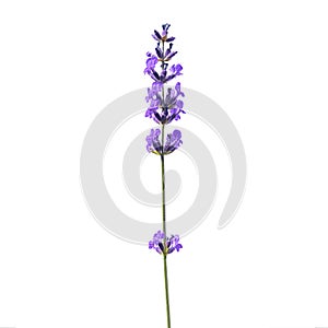 Purple beautiful lavender flower isolated on white background.