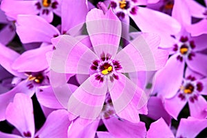 Purple beauty flower Phlox subulata