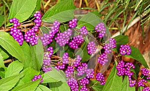 Purple Beautyberry branch with purple berries