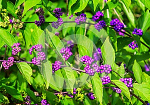 Purple beautyberry fronds