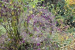 Purple beautyberry plant - Callicarpa americana