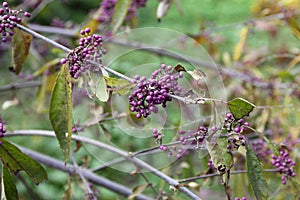 Purple beautyberry plant - Callicarpa americana - Macea dendrological park, Arad county - Romania