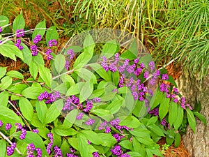 Purple Beautyberry shrub branches in late fall season