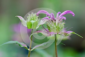 Purple Bee Balm flowers attract many pollinators to the garden, among them bees, butterflies, and hummingbirds